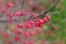 Macro photography of a bush with red grapes of berries