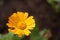 Macro photography. Calendula. Insect on a flower.