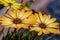 Macro photography of Cape marguerite flowers