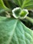 Macro photography of capillary pores on leaves