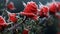 Macro photography capturing the beauty of dew-covered thorns beautiful pattern of dew on red rose