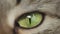 Macro photography of a cat's eye. The eye of a domestic cat, in every detail.