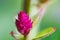 Macro photography of a celosia