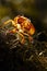 Macro photography of cicada molting.