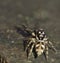 Macro photography close up of a jumping spider, photo taken in the UK