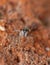 Macro photography close up of a jumping spider, photo taken in the UK