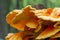 Macro Photography close-up of orange bracket fungus also known as crab of the woods or chicken of the woods Laetiporus Sulphureus