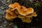 Macro Photography close-up of orange bracket fungus also known as crab of the woods or chicken of the woods Laetiporus Sulphureus