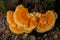 Macro Photography close-up of orange bracket fungus also known as crab of the woods or chicken of the woods Laetiporus Sulphureus