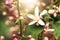 Macro photography of close up, pink and white citrus tree blossoms