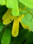 macro photography, close up of saga tree leaves, green leaves and yellow leaves