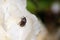 Macro photography of a Cockchafer on a flower