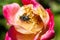 Macro photography of a Cockchafer on a flower