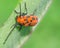 Macro Photography of a Colorful Orange Insect on a Green Leaf