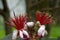 Macro photography of a couple of feijoa flowers