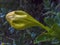 Macro photography of a cup of gold vine bud 2