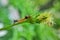 Macro photography of cute and adorable  caterpillar