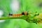 Macro photography of cute and adorable  caterpillar