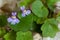 Macro photography of a Cymbalaria muralis