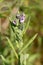 Macro photography of a Cynoglossum creticum