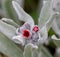 Macro photography of a Cynoglossum officinale