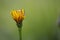 Macro photography of a dandelion blooming flower