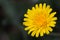 Macro photography of a dandelion flower