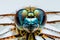 Macro Photography of a Dragonfly - Perched, Gaze Fixed on the Lens, Against a Pure White Translucent Background