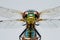 Macro Photography of a Dragonfly - Perched, Gaze Fixed on the Lens, Against a Pure White Translucent Background