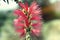 In macro photography is a Dwarf Bottlebrush Myrtaceae or Callistemon viminalis