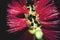 In macro photography is a Dwarf Bottlebrush Myrtaceae or Callistemon viminalis