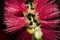 In macro photography is a Dwarf Bottlebrush Myrtaceae or Callistemon viminalis Little John red blossom