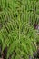 Macro photography of eagle fern fronds