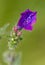 Macro photography of a Echium plantagineum