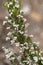 Macro photography of a Erica arborea