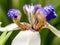 Macro photography of an exotic walking iris flower