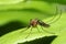 Macro photography of female mosquito on the green leaf background