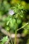Macro photography of a flower - Althaea hirsuta