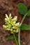 Macro photography of a flower - Astragalus glycyphyllo