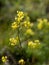 Macro photography of a flower - Biscutella laevigata