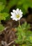 Macro photography of a flower - Cerastium alpinum