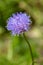 Macro photography of a flower - Jasione montana