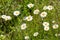 Macro photography of a flower - Leucanthemum graminifolium