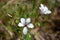 Macro photography of a flower - Linum tenuifolium