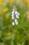 Macro photography of a flower - Linum tenuifolium