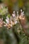 Macro photography of a flower - Lotus dorycnium