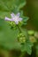 Macro photography of a flower - Malva parviflora