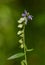 Macro photography of a flower - Polygala amarella