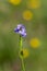 Macro photography of a flower - Polygala calcarea