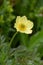 Macro photography of a flower - Pulsatilla alpina